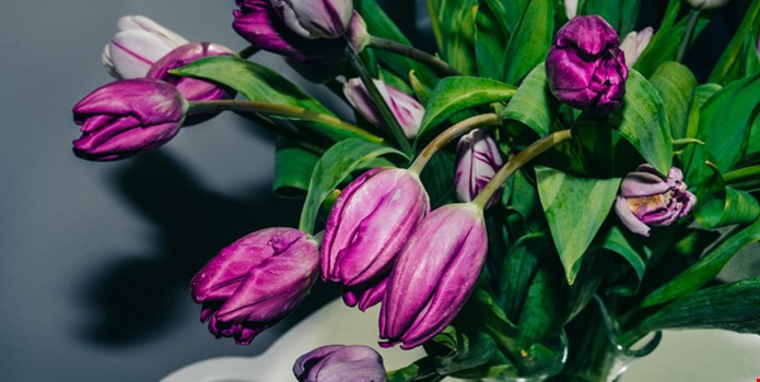 En bild på lila tulpaner.